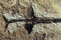 Fossili