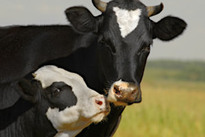 Mucca e vitellino.. oppure carne?